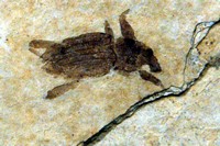 Hipporhinus heerii